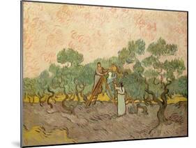 Women Picking Olives-Vincent van Gogh-Mounted Giclee Print