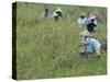 Women Picking Rice, Serian, Sarawak, Malaysian Borneo, Malaysia, Southeast Asia, Asia-Annie Owen-Stretched Canvas