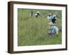 Women Picking Rice, Serian, Sarawak, Malaysian Borneo, Malaysia, Southeast Asia, Asia-Annie Owen-Framed Photographic Print