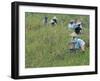 Women Picking Rice, Serian, Sarawak, Malaysian Borneo, Malaysia, Southeast Asia, Asia-Annie Owen-Framed Photographic Print