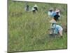 Women Picking Rice, Serian, Sarawak, Malaysian Borneo, Malaysia, Southeast Asia, Asia-Annie Owen-Mounted Photographic Print