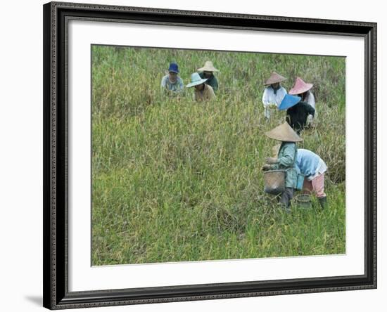 Women Picking Rice, Serian, Sarawak, Malaysian Borneo, Malaysia, Southeast Asia, Asia-Annie Owen-Framed Photographic Print