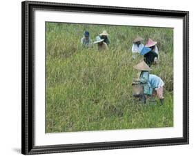 Women Picking Rice, Serian, Sarawak, Malaysian Borneo, Malaysia, Southeast Asia, Asia-Annie Owen-Framed Photographic Print