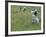 Women Picking Rice, Serian, Sarawak, Malaysian Borneo, Malaysia, Southeast Asia, Asia-Annie Owen-Framed Photographic Print