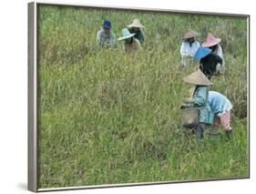 Women Picking Rice, Serian, Sarawak, Malaysian Borneo, Malaysia, Southeast Asia, Asia-Annie Owen-Framed Photographic Print