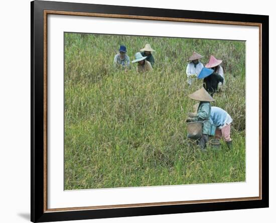 Women Picking Rice, Serian, Sarawak, Malaysian Borneo, Malaysia, Southeast Asia, Asia-Annie Owen-Framed Photographic Print