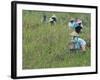 Women Picking Rice, Serian, Sarawak, Malaysian Borneo, Malaysia, Southeast Asia, Asia-Annie Owen-Framed Photographic Print