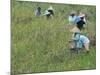Women Picking Rice, Serian, Sarawak, Malaysian Borneo, Malaysia, Southeast Asia, Asia-Annie Owen-Mounted Photographic Print