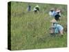 Women Picking Rice, Serian, Sarawak, Malaysian Borneo, Malaysia, Southeast Asia, Asia-Annie Owen-Stretched Canvas