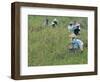 Women Picking Rice, Serian, Sarawak, Malaysian Borneo, Malaysia, Southeast Asia, Asia-Annie Owen-Framed Photographic Print