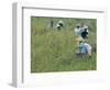 Women Picking Rice, Serian, Sarawak, Malaysian Borneo, Malaysia, Southeast Asia, Asia-Annie Owen-Framed Photographic Print