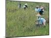 Women Picking Rice, Serian, Sarawak, Malaysian Borneo, Malaysia, Southeast Asia, Asia-Annie Owen-Mounted Photographic Print