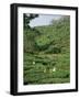 Women Picking Tea in a Tea Plantation, Munnar, Western Ghats, Kerala State, India, Asia-Gavin Hellier-Framed Photographic Print