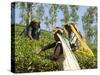 Women Picking Tea, Vythiri, Wayanard District, Kerala, India, Asia-Annie Owen-Stretched Canvas