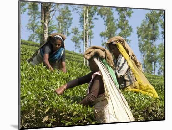 Women Picking Tea, Vythiri, Wayanard District, Kerala, India, Asia-Annie Owen-Mounted Photographic Print