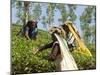 Women Picking Tea, Vythiri, Wayanard District, Kerala, India, Asia-Annie Owen-Mounted Photographic Print