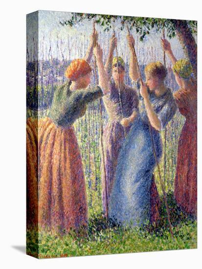 Women Planting Peasticks, 1891-Camille Pissarro-Stretched Canvas