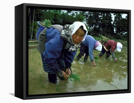 Women Planting Rice in Paddy, Kurobe, Toyama Prefecture-Ted Thai-Framed Stretched Canvas