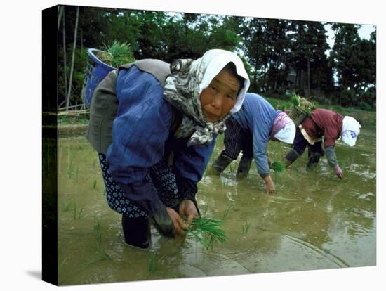 Women Planting Rice in Paddy, Kurobe, Toyama Prefecture-Ted Thai-Stretched Canvas