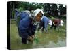 Women Planting Rice in Paddy, Kurobe, Toyama Prefecture-Ted Thai-Stretched Canvas