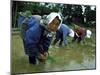 Women Planting Rice in Paddy, Kurobe, Toyama Prefecture-Ted Thai-Mounted Premium Photographic Print