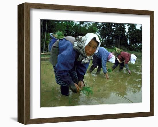 Women Planting Rice in Paddy, Kurobe, Toyama Prefecture-Ted Thai-Framed Photographic Print