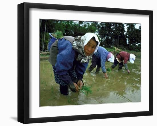 Women Planting Rice in Paddy, Kurobe, Toyama Prefecture-Ted Thai-Framed Photographic Print