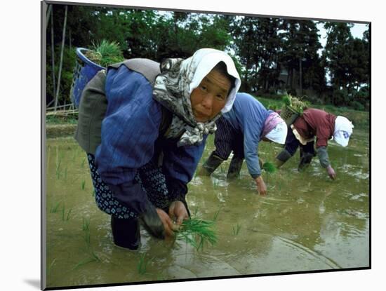 Women Planting Rice in Paddy, Kurobe, Toyama Prefecture-Ted Thai-Mounted Photographic Print