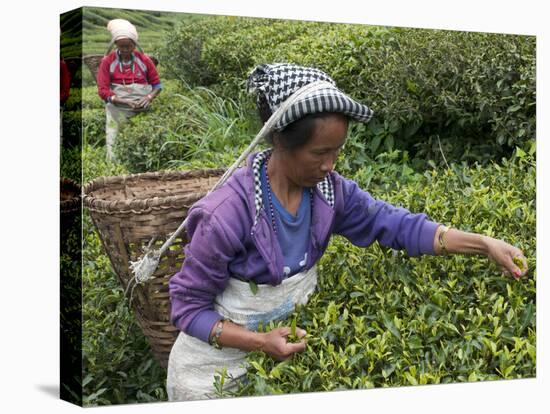 Women Plucking Tea, Fikkal, Nepal, Asia-Eitan Simanor-Stretched Canvas