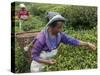 Women Plucking Tea, Fikkal, Nepal, Asia-Eitan Simanor-Stretched Canvas