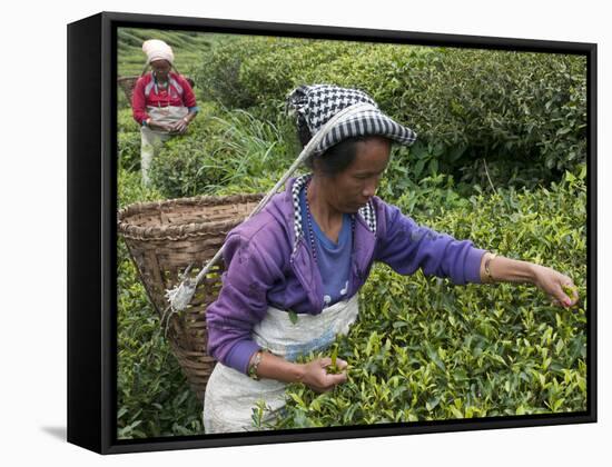 Women Plucking Tea, Fikkal, Nepal, Asia-Eitan Simanor-Framed Stretched Canvas