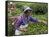 Women Plucking Tea, Fikkal, Nepal, Asia-Eitan Simanor-Framed Stretched Canvas