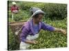 Women Plucking Tea, Fikkal, Nepal, Asia-Eitan Simanor-Stretched Canvas