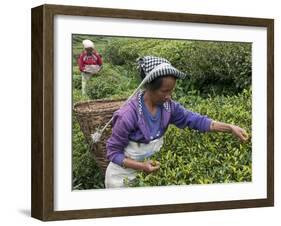 Women Plucking Tea, Fikkal, Nepal, Asia-Eitan Simanor-Framed Photographic Print