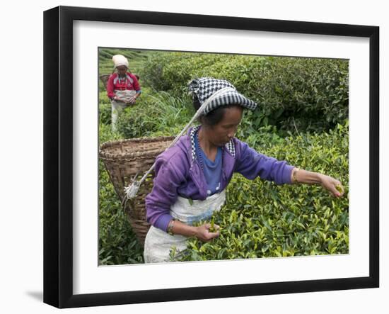 Women Plucking Tea, Fikkal, Nepal, Asia-Eitan Simanor-Framed Photographic Print