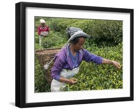 Women Plucking Tea, Fikkal, Nepal, Asia-Eitan Simanor-Framed Photographic Print