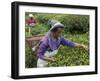 Women Plucking Tea, Fikkal, Nepal, Asia-Eitan Simanor-Framed Photographic Print