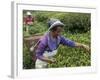 Women Plucking Tea, Fikkal, Nepal, Asia-Eitan Simanor-Framed Photographic Print