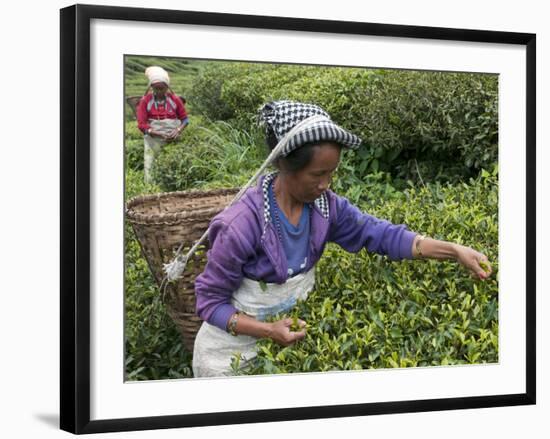 Women Plucking Tea, Fikkal, Nepal, Asia-Eitan Simanor-Framed Photographic Print