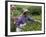 Women Plucking Tea, Fikkal, Nepal, Asia-Eitan Simanor-Framed Photographic Print