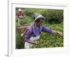 Women Plucking Tea, Fikkal, Nepal, Asia-Eitan Simanor-Framed Photographic Print