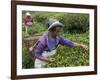 Women Plucking Tea, Fikkal, Nepal, Asia-Eitan Simanor-Framed Photographic Print