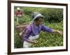 Women Plucking Tea, Fikkal, Nepal, Asia-Eitan Simanor-Framed Photographic Print