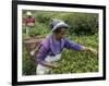 Women Plucking Tea, Fikkal, Nepal, Asia-Eitan Simanor-Framed Photographic Print