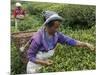 Women Plucking Tea, Fikkal, Nepal, Asia-Eitan Simanor-Mounted Photographic Print