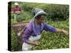 Women Plucking Tea, Fikkal, Nepal, Asia-Eitan Simanor-Stretched Canvas