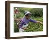 Women Plucking Tea, Fikkal, Nepal, Asia-Eitan Simanor-Framed Photographic Print