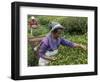 Women Plucking Tea, Fikkal, Nepal, Asia-Eitan Simanor-Framed Photographic Print