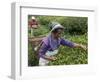 Women Plucking Tea, Fikkal, Nepal, Asia-Eitan Simanor-Framed Photographic Print