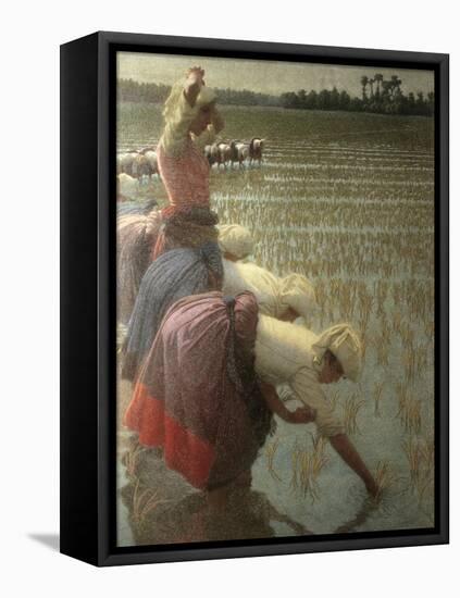 Women Rice Harvesters in the Paddy Field-Angelo Morbelli-Framed Stretched Canvas